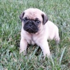 nejroztomilej�� �t��ata mopsl�k�