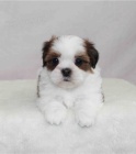 �t��ata shih tzu