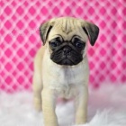 nejroztomilej�� �t��ata mopsl�k�