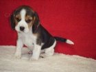 Absolutn� rozko�n� �istokrevn� �t��ata Beagle!!