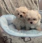 Kr�sn� chlapec a d�vka maltsk� �t��ata<<