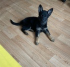 N�meck� ov��k �t�n� na prodej