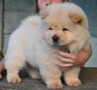 �au �au �t��ata s vynikaj�c�m rodokmenem