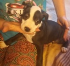 Americk� stafordsk� terier