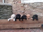 LABRADOR  �T��ATA  s PP