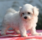 sn�hov� b�l� mini maltsk� �t��ata