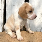  462/5000 Zdrav� �t��ata beagle