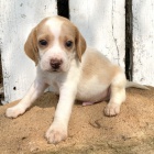  462/5000 Zdrav� �t��ata beagle