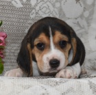 �t�n�tko b�gla