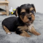 Jork�irsk� terier s PP 