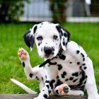 Dalmatin �t�n�tka s PP.