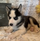  Modr� kr�sn� o�i sibi�sk� husky