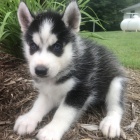 ڞasn� sibi�sk� husky