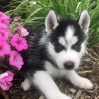 ڞasn� sibi�sk� husky