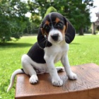 Optimistick beagle