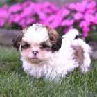 Ndhern Shih Tzu