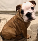 Zdrav� anglick� buldok �t��ata �t��ata