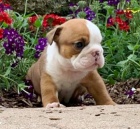 rozko�n� �t���tka anglick�ho buldoka na prodej