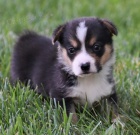 na prodej roztomil tn Pembroke Welsh Corgi