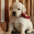 rozko�n� �t���tko zlat�ho retrivera na prodej