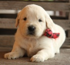 rozko�n� �t���tko zlat�ho retrivera na prodej