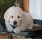 Zdrav� �t���tka zlat�ho retr�vra