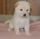 kr�sn� o�kovan� a rozko�n� �t��ata shiba inu