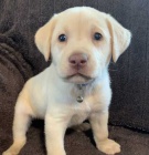 kr�sn� o�kovan� a rozko�n� �t��ata labradorsk�ho retr�vra