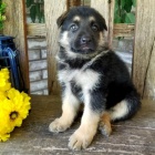 Rozko�n� a spole�ensky vycvi�en� �t���tka n�meck�ch ov��k� na prodej.