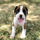 Na prodej jsou roztomil� a spole�ensky vycvi�en� �t���tka boxer�.