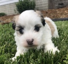 kr�sn� o�kovan� a rozko�n� havansk� �t��ata