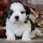 kr�sn� o�kovan� a rozko�n� �t��ata shih tzu