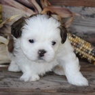 Na prodej roztomil� a soci�ln� vy�kolen� �t���tka shih tzu.