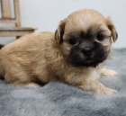 O�kovan�, zdrav� �t��ata shih tzu samc� a samic na prodej