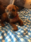 Rhod�sk� ridgeback s PP- �t��ata