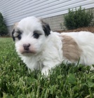 O�kovan� miniaturn� havansk� �t��ata.