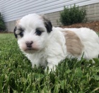 O�kovan� miniaturn� havansk� �t��ata.