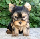 yorkshire ��lek �t��ata