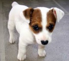 FANTASTICK� JACK RUSSELL