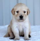 Zlat� retr�vr �t�te