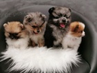 Pomeranian / �pic �t��ata  Ahoj v�ichni