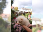 N�meck� �pic pomeranian