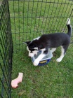 Sibi�sk� husky - origin�l s PP