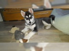 Sibi�sk� husky �t��ata - original s PP