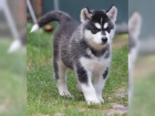 Fantastick� Sib. Husky (�eny a mu�i)