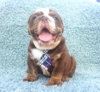 Buldog �okol�dov� barvy