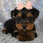 jork�irsk� teri�r fene�ky s pp