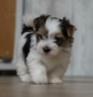 Biewer -jork��rsk� teri�r