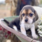 B�gl trikolorn� �t��ata