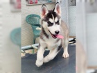 Sibi�sk� Husky - �t��ata s PP